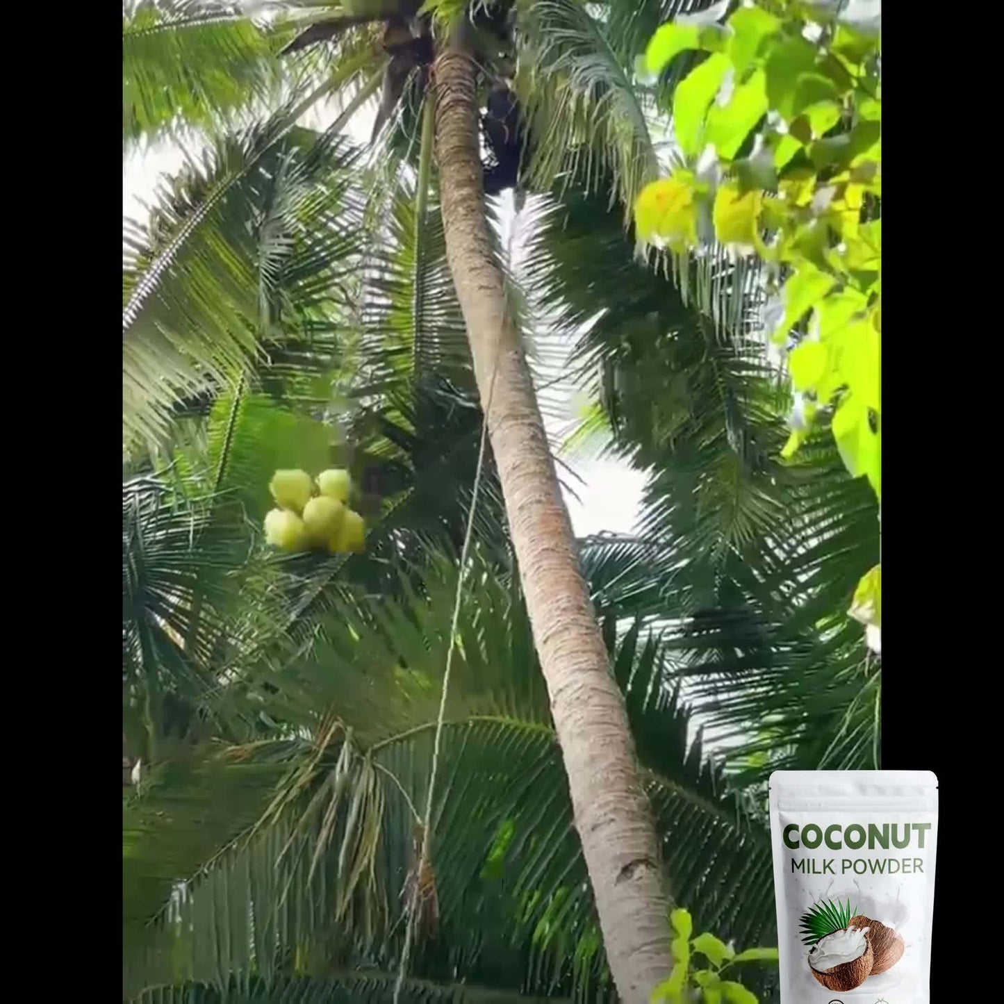 100% Organic Coconut Milk Powder